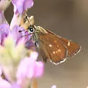 Snow's Skipper - Hodges#4056 - photo 5