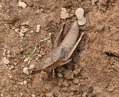 Paratylotropidia beutenmuelleri
