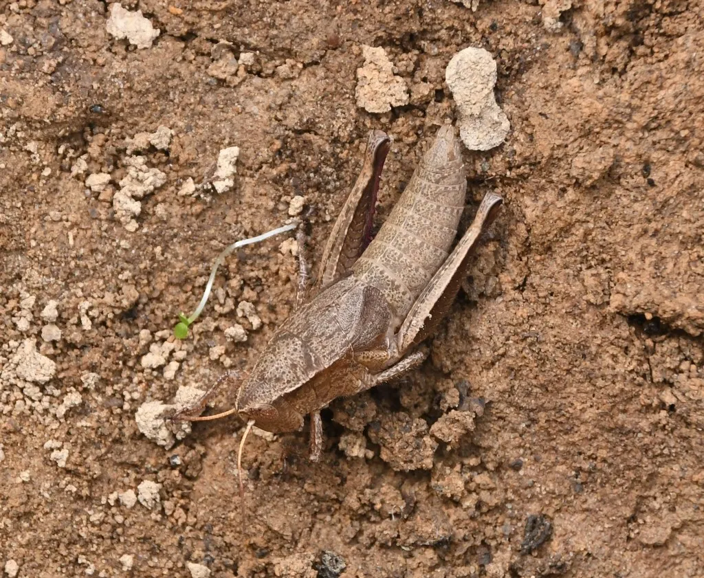 Paratylotropidia beutenmuelleri - photo 2