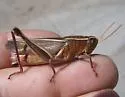 Paratylotropidia brunneri