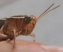 Paratylotropidia brunneri - photo 2