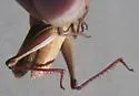 Paratylotropidia brunneri - photo 3