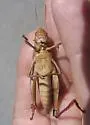 Paratylotropidia brunneri - photo 4