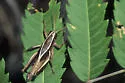 Paratylotropidia brunneri - photo 5