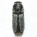Paratyndaris albofasciata