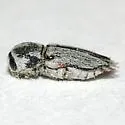 Paratyndaris albofasciata - photo 2