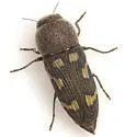 Paratyndaris chamaeleonis