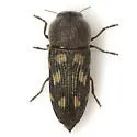 Paratyndaris chamaeleonis - photo 2