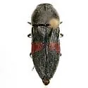 Paratyndaris cincta - Paratyndaris cincta