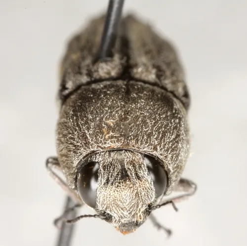 Paratyndaris crandalli
