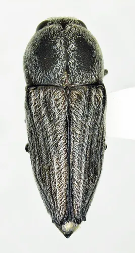 Paratyndaris crandalli - photo 2