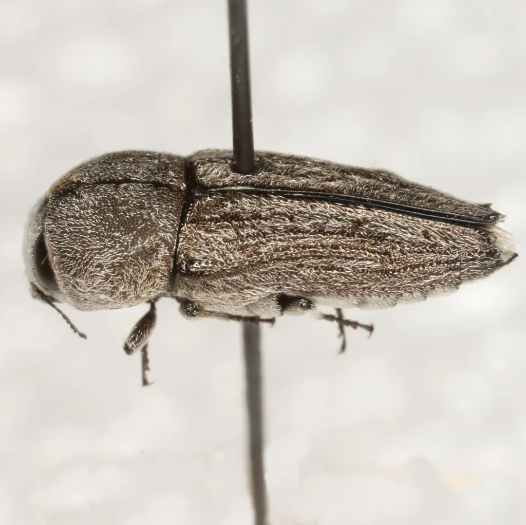 Paratyndaris crandalli - photo 3