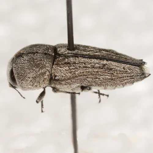 Paratyndaris crandalli - photo 4