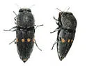 Paratyndaris olneyae