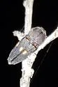 Paratyndaris olneyae - photo 3
