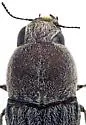 Paratyndaris olneyae - photo 4