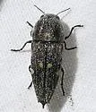 Paratyndaris prosopis - photo 2