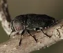 Paratyndaris suturalis - photo 2