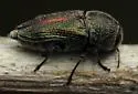 Paratyndaris suturalis - photo 4