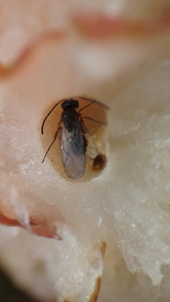 Paraulacidae - photo 2
