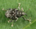 Parauleutes nebulosus - photo 2
