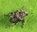 Parauleutes nebulosus - photo 3