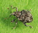 Parauleutes nebulosus - photo 4