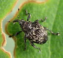 Parauleutes nebulosus - photo 5