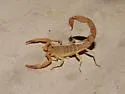 Yellow Ground Scorpion - photo 3