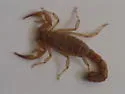 Yellow Ground Scorpion - photo 4