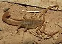 Yellow Ground Scorpion - photo 5