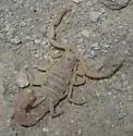 Paravaejovis puritanus