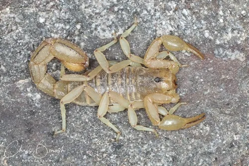 Arizona Stripedtail Scorpion