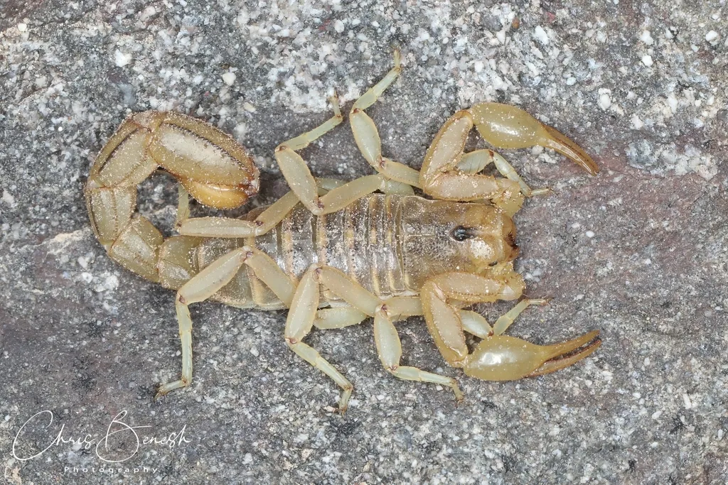 Arizona Stripedtail Scorpion - photo 2