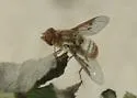 Paravilla californica - photo 4