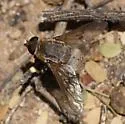 Paravilla cinerea