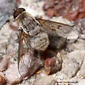 Paravilla cinerea - photo 4