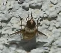Paravilla mercedis