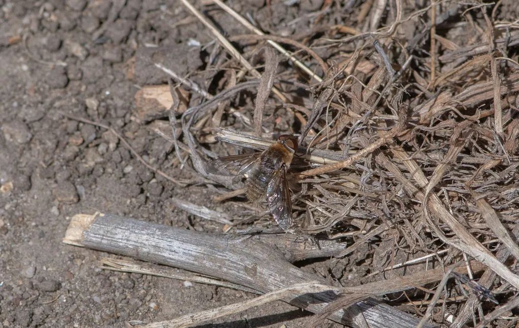 Paravilla tricellula - photo 2