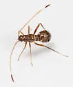 Paraxenetus guttulatus - Paraxenetus guttulatus