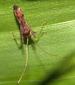 Paraxenetus guttulatus - photo 2