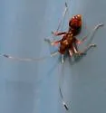 Paraxenetus guttulatus - photo 3