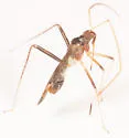 Paraxenetus guttulatus - photo 4