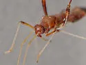 Paraxenetus guttulatus - photo 5