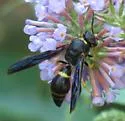 Parazumia symmorpha