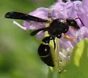 Parazumia symmorpha - photo 2