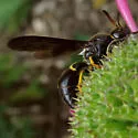 Parazumia symmorpha - photo 3