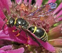 Parazumia symmorpha - photo 4