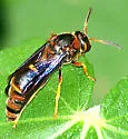 Toltec Potter Wasp