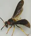 Toltec Potter Wasp - photo 2